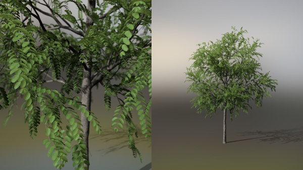 Little Robinia Pseudoacacia or Black Locust Trees - 3 Trees