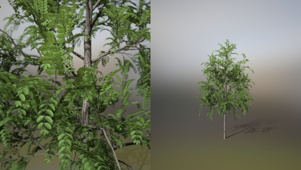 Little Robinia Pseudoacacia or Black Locust Trees - 3 Trees