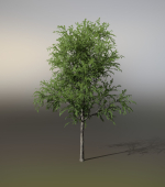 Little Robinia Pseudoacacia or Black Locust Trees - 3 Trees
