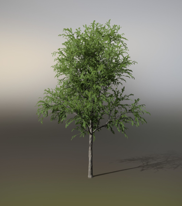Little Robinia Pseudoacacia or Black Locust Trees - 3 Trees