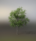 Little Robinia Pseudoacacia or Black Locust Trees - 3 Trees