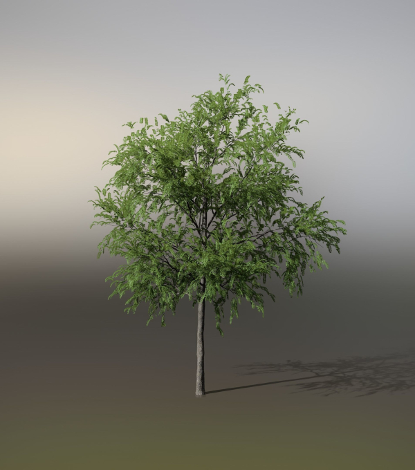 Little Robinia Pseudoacacia or Black Locust Trees - 3 Trees