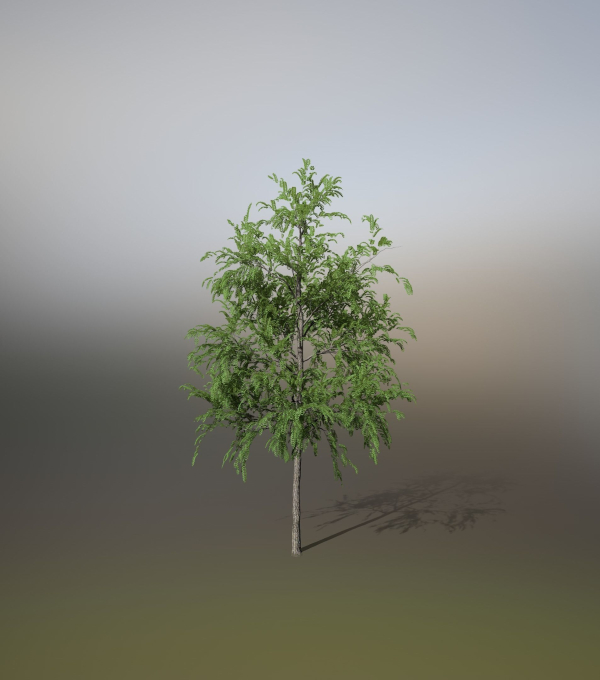 Little Robinia Pseudoacacia or Black Locust Trees - 3 Trees