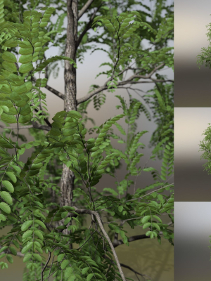 Little Robinia Pseudoacacia or Black Locust Trees - 3 Trees