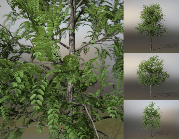 Little Robinia Pseudoacacia or Black Locust Trees - 3 Trees