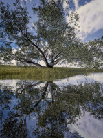 Live Oak Multi-Pack