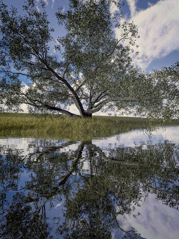 Live Oak Multi-Pack