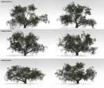 Live Oak Multi-Pack