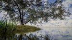 Live Oak Multi-Pack