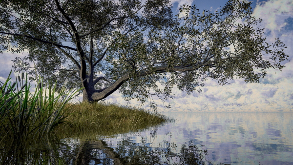 Live Oak Multi-Pack