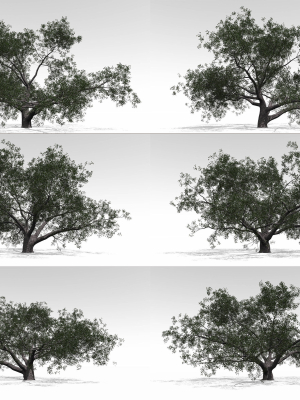 Live Oak Multi-Pack