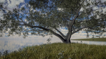 Live Oak Multi-Pack