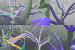 Live Oak Multi-Pack
