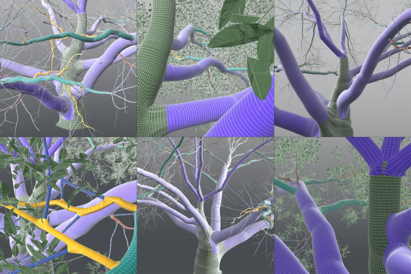 Live Oak Multi-Pack