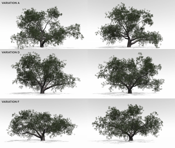 Live Oak Multi-Pack