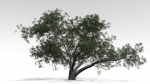 Live Oak - Variation E