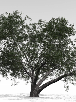 live-oak-variation-e-3d-model-obj-3ds-fbx-lwo-vue-ms