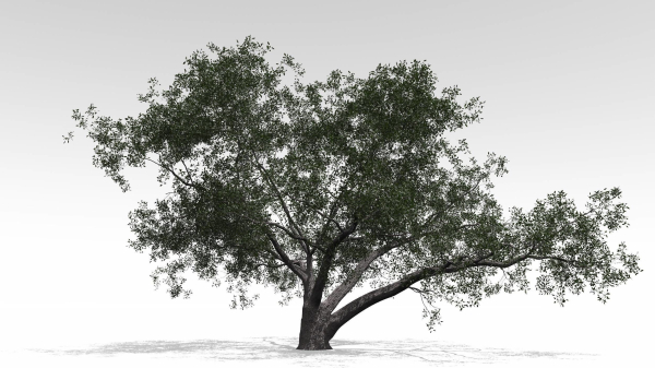 Live Oak - Variation E