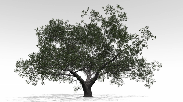 Live Oak - Variation E