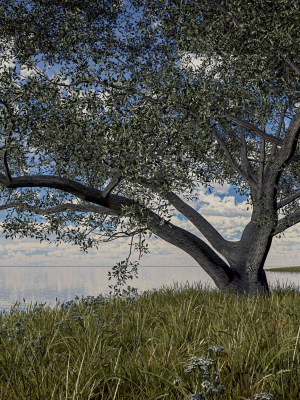 Live Oak - Variation E
