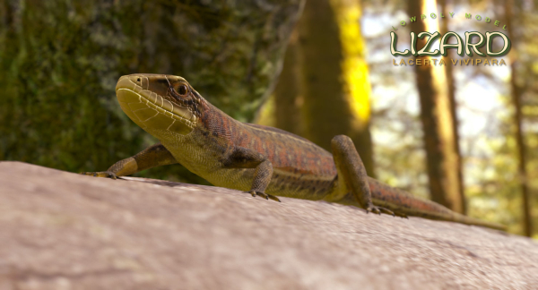 Lizard Lacerta Vivipara