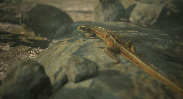 Lizard Lacerta Vivipara