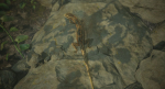 Lizard Lacerta Vivipara