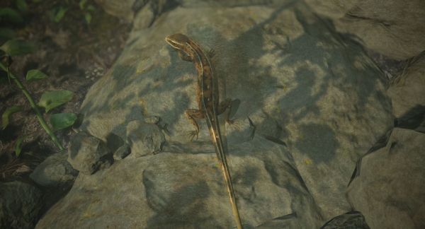 Lizard Lacerta Vivipara