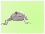Lizard Lacerta Vivipara