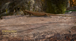 Lizard Lacerta Vivipara