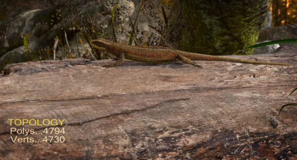 Lizard Lacerta Vivipara