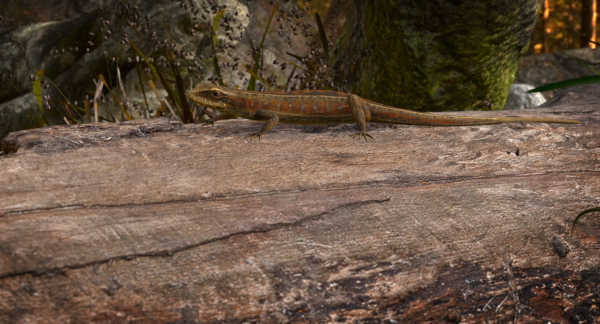 Lizard Lacerta Vivipara