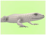 Lizard Lacerta Vivipara