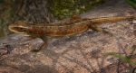 Lizard Lacerta Vivipara