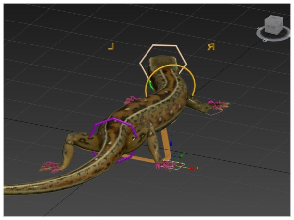 Lizard Lacerta Vivipara