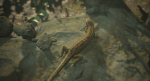 Lizard Lacerta Vivipara