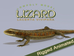 Lizard Lacerta Vivipara