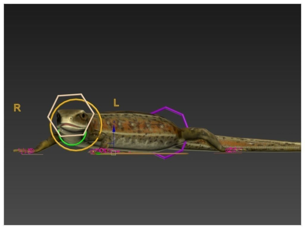 Lizard Lacerta Vivipara