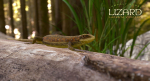 Lizard Lacerta Vivipara
