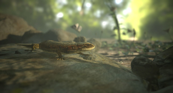 Lizard Lacerta Vivipara