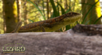 Lizard Lacerta Vivipara