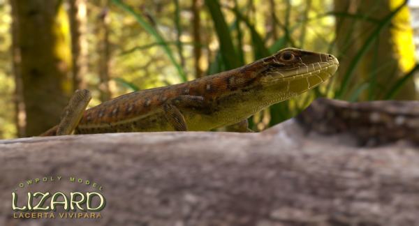 Lizard Lacerta Vivipara