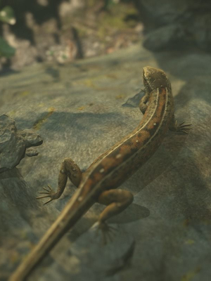 lizard-lacerta-vivipara-3d-model-low-poly-animated-rigged-max-obj-3ds-fbx