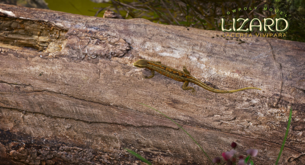 Lizard Lacerta Vivipara