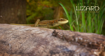 Lizard Lacerta Vivipara