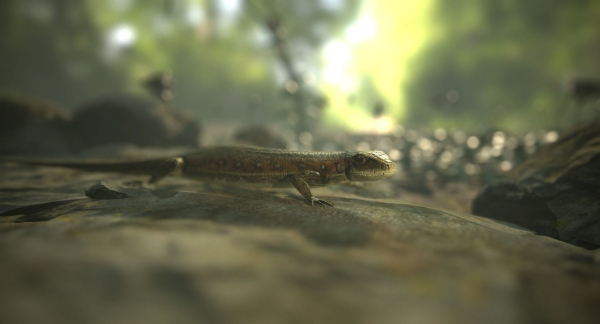 Lizard Lacerta Vivipara