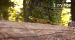 Lizard Lacerta Vivipara