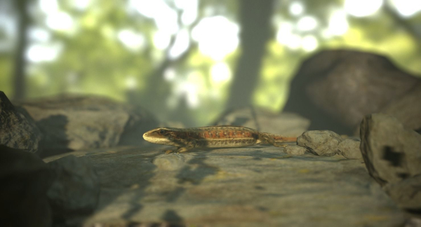 Lizard Lacerta Vivipara