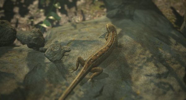 Lizard Lacerta Vivipara