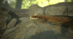 Lizard Lacerta Vivipara
